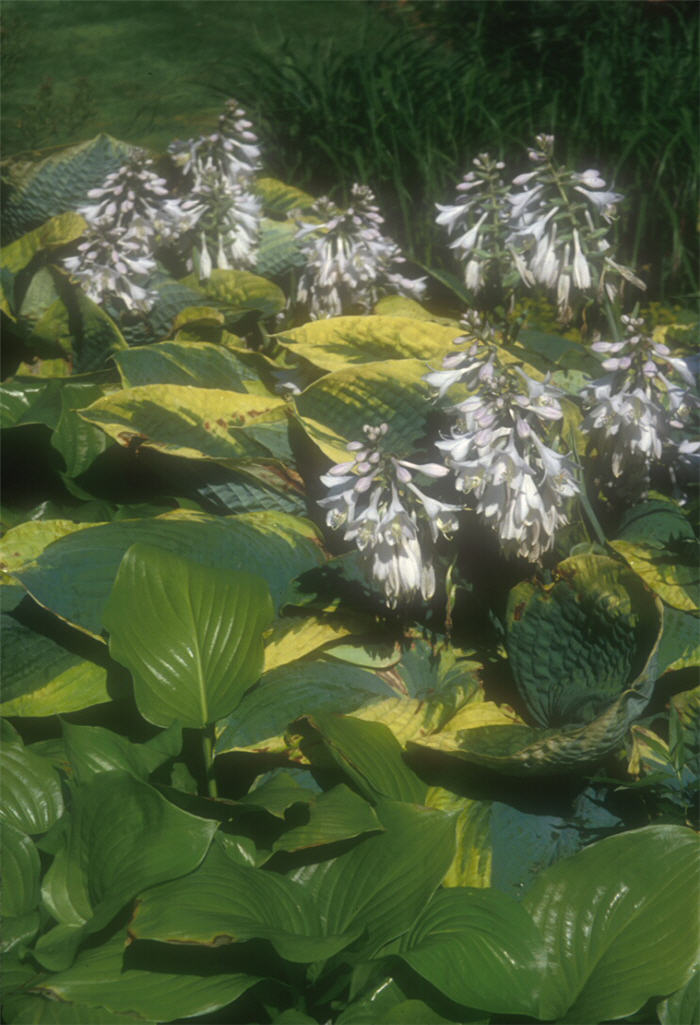 Plant photo of: Hosta 'Francis Williams'