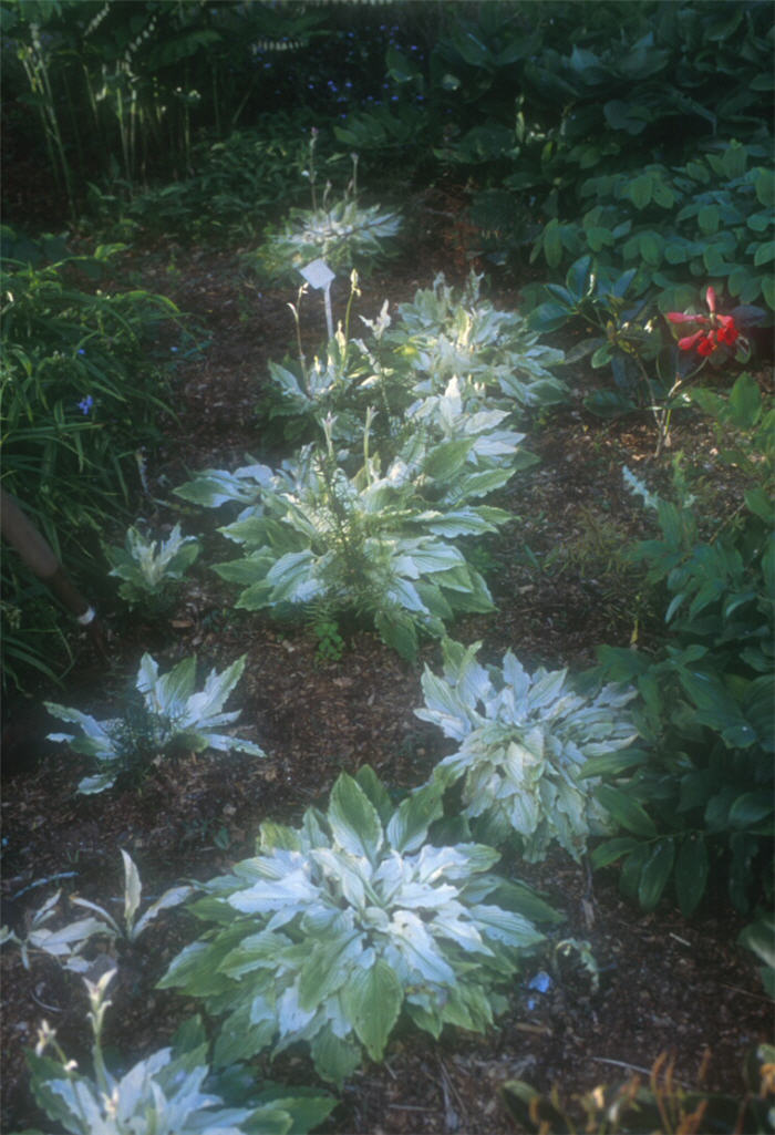 Plant photo of: Hosta 'Mostly Ghostly'