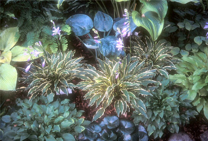 Plant photo of: Hosta 'Stilleto'