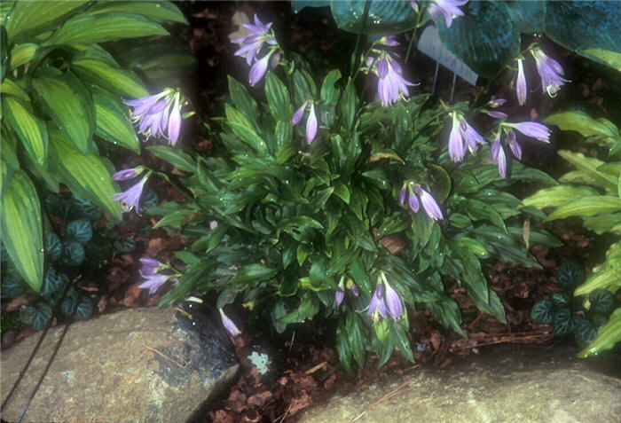 Plant photo of: Hosta 'Sugar Plum Fairy'