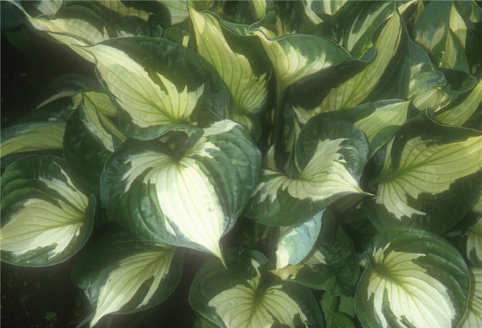 Plant photo of: Hosta 'Whirlwind'