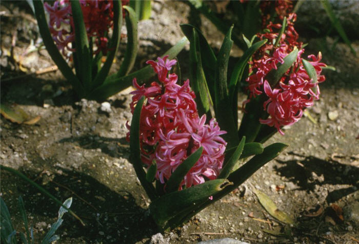 Plant photo of: Hyacinthus orientalis