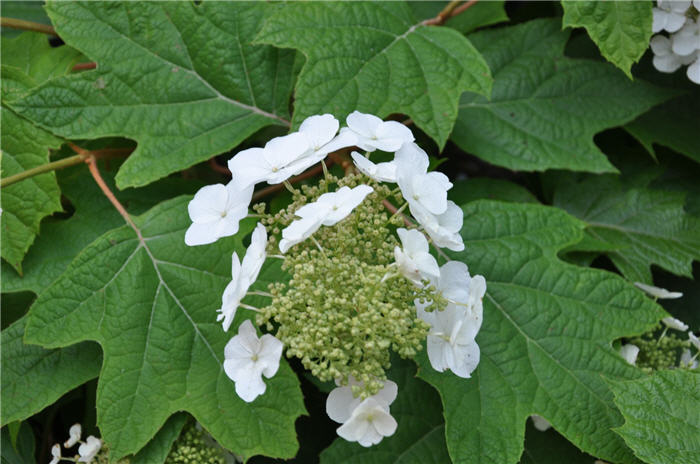 Plant photo of: Hydrangea quercifolia
