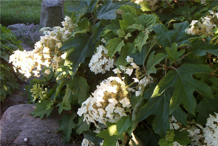 Plant photo of: Hydrangea quercifolia 'Sikes Dwarf'