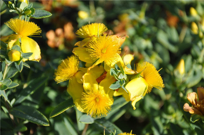 Plant photo of: Hypericum frondosum