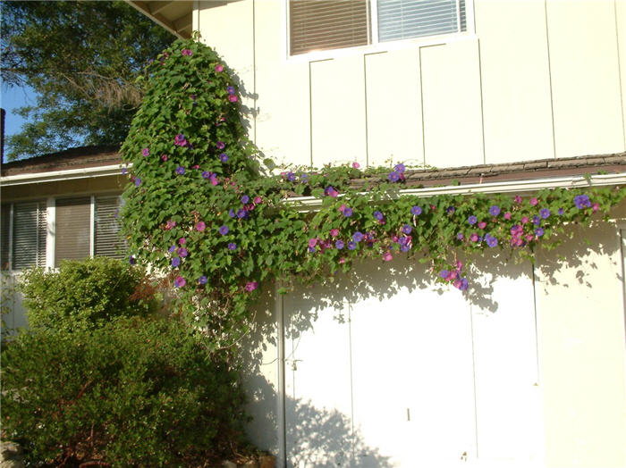 Plant photo of: Ipomoea purpurea