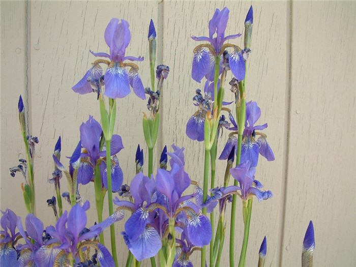 Plant photo of: Iris sibirica 'Ceasar's Brother'