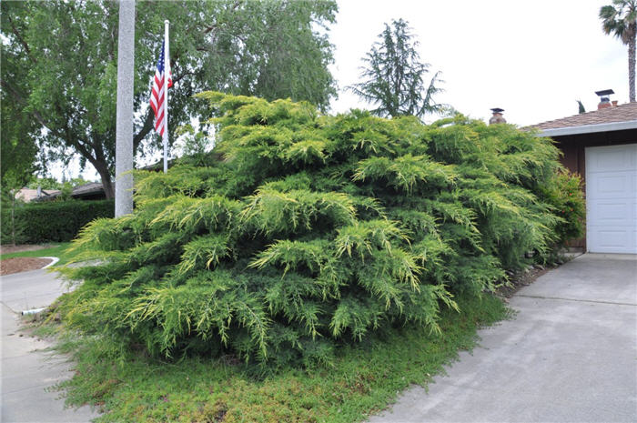 Plant photo of: Juniperus x pfitzeriana 'Aurea'