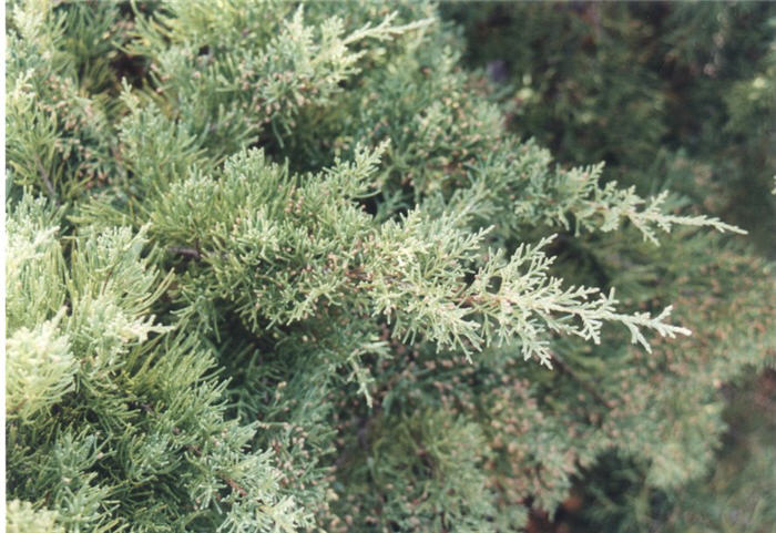 Plant photo of: Juniperus x pfitzeriana 'Glauca'