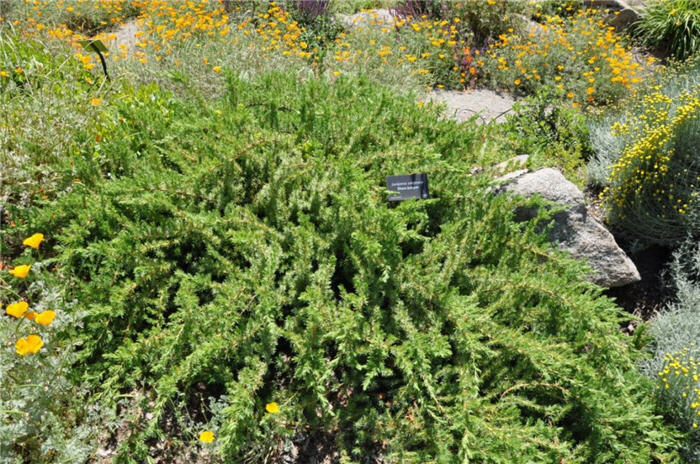 Plant photo of: Juniperus conferta