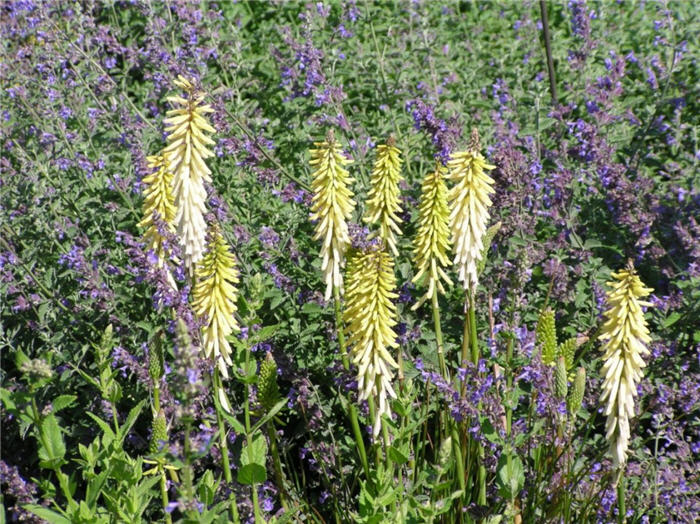 Plant photo of: Kniphofia 'Little Maid'