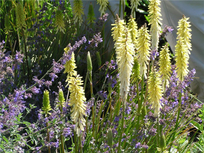 Plant photo of: Kniphofia 'Little Maid'