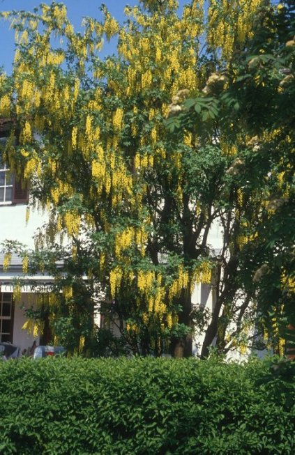 Plant photo of: Laburnum x watereri 'Vossi'