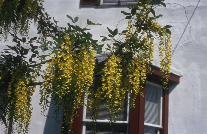 Plant photo of: Laburnum x watereri 'Vossi'