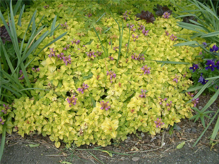 Plant photo of: Lamium maculatum 'Aureum'