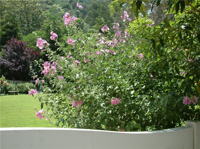 Plant photo of: Lavatera thuringiaca