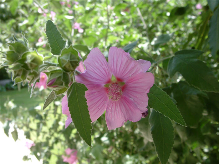 Plant photo of: Lavatera thuringiaca