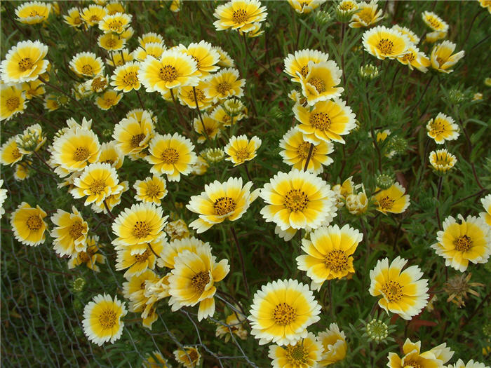 Plant photo of: Layia platyglossa