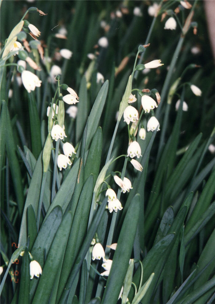 Plant photo of: Leucojum aestivum