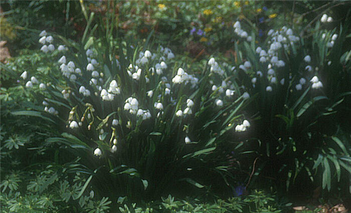 Plant photo of: Leucojum vernum