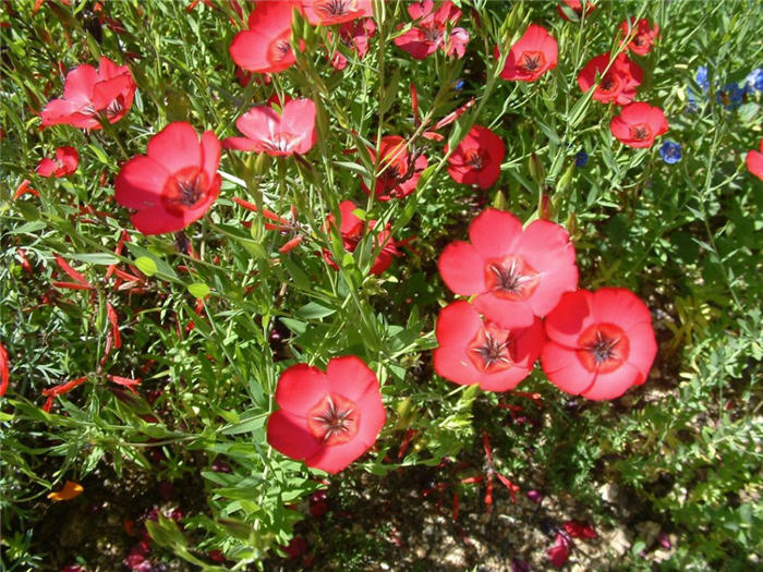 Plant photo of: Linum grandiflorum