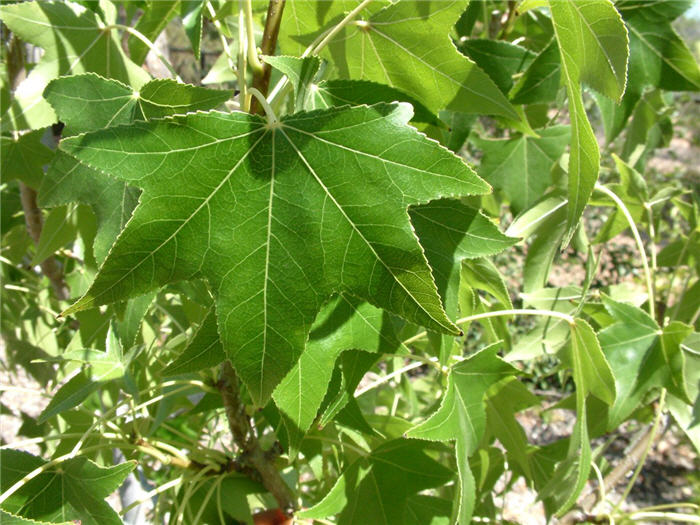 Plant photo of: Liquidambar styraciflua 'Festival'