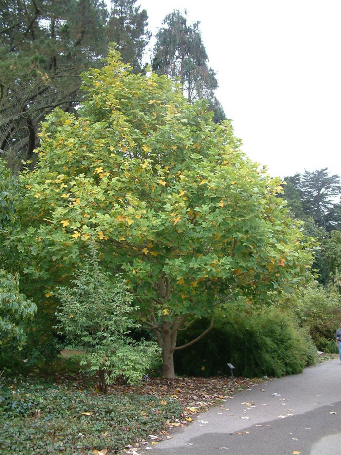 Plant photo of: Liriodendron tulipifera