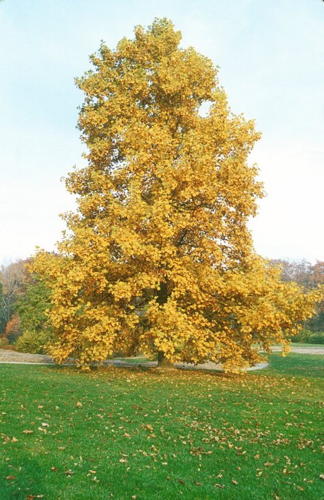 Plant photo of: Liriodendron tulipifera