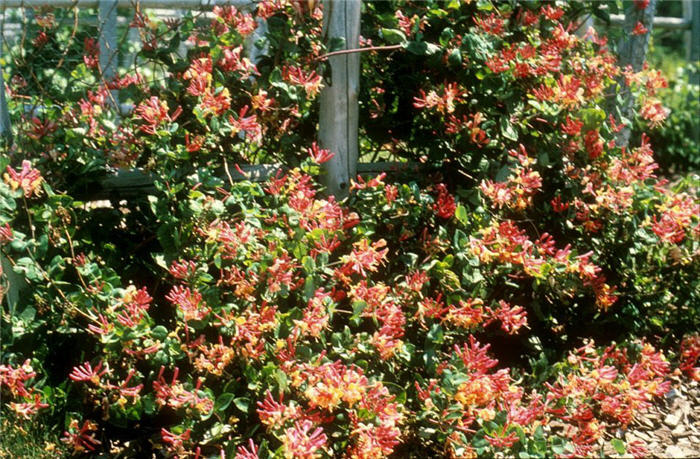 Plant photo of: Lonicera x heckrottii