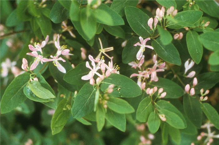 Plant photo of: Lonicera tatarica