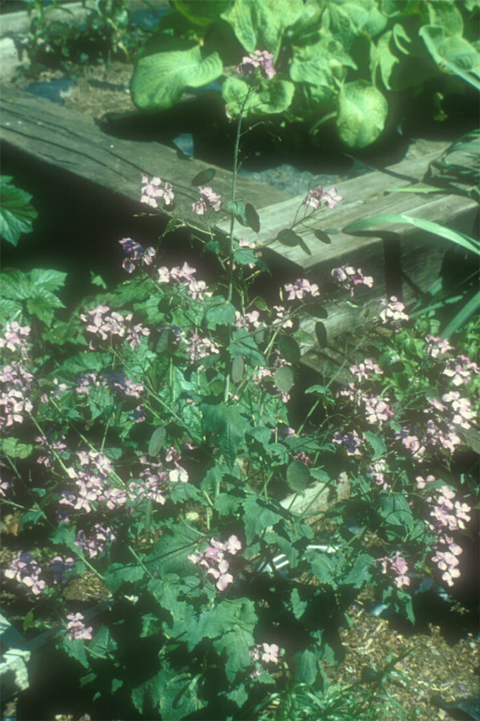 Plant photo of: Lunaria annua