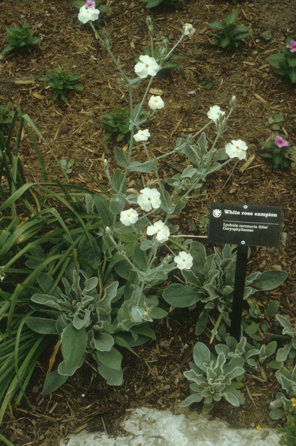 Plant photo of: Lychnis coronaria 'Alba'