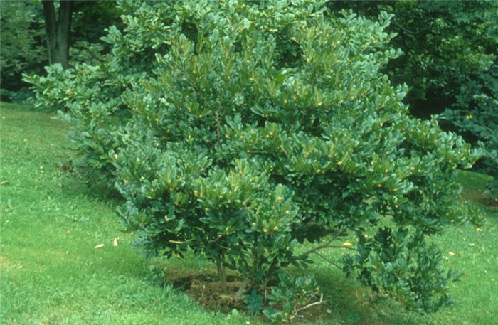Plant photo of: Magnolia stellata 'Centennial'
