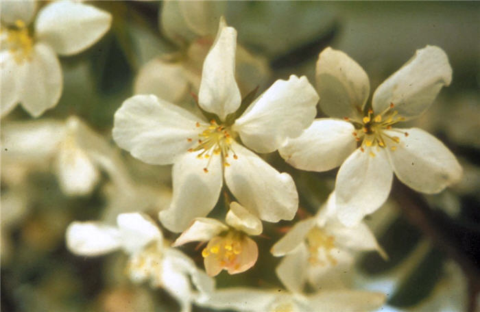 Plant photo of: Malus 'White Angel'