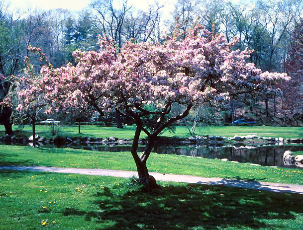 Plant photo of: Malus cultivars