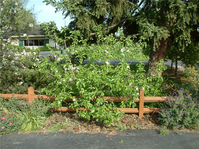 Plant photo of: Malus