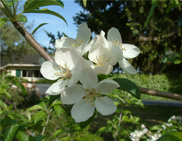 Plant photo of: Malus
