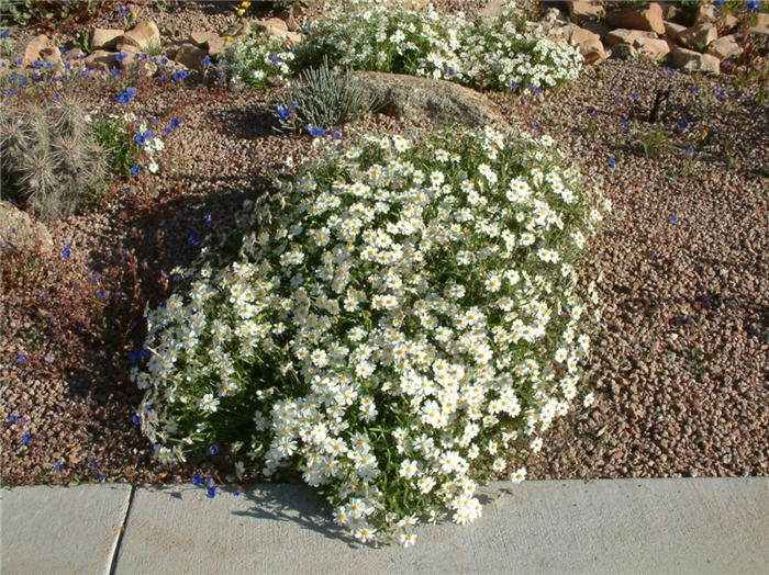 Plant photo of: Melampodium leucanthum