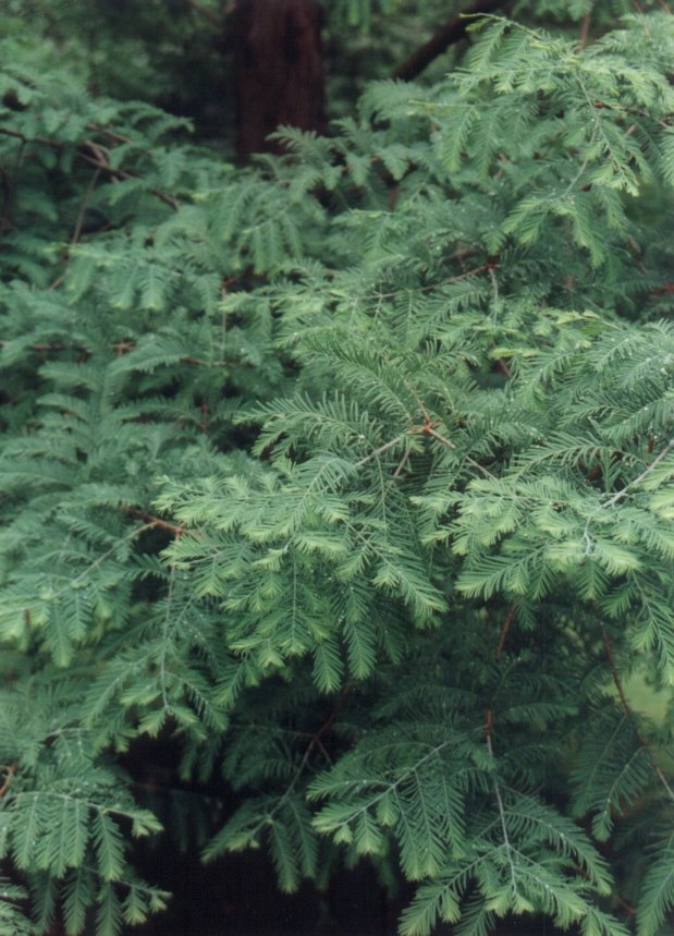 Plant photo of: Metasequoia glyptostroboides