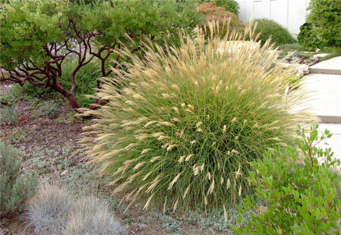 Plant photo of: Miscanthus sinensis 'Little Kitten'