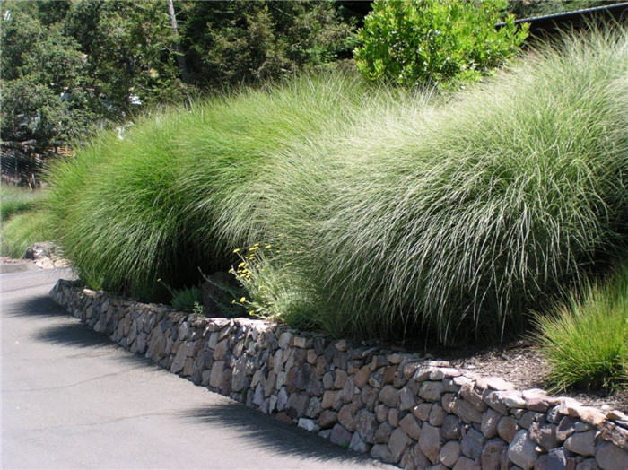 Plant photo of: Miscanthus sinensis 'Sarabande'