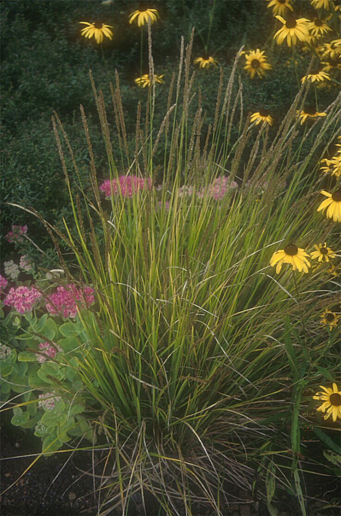 Plant photo of: Molinia caerulea 'Moorhexe'