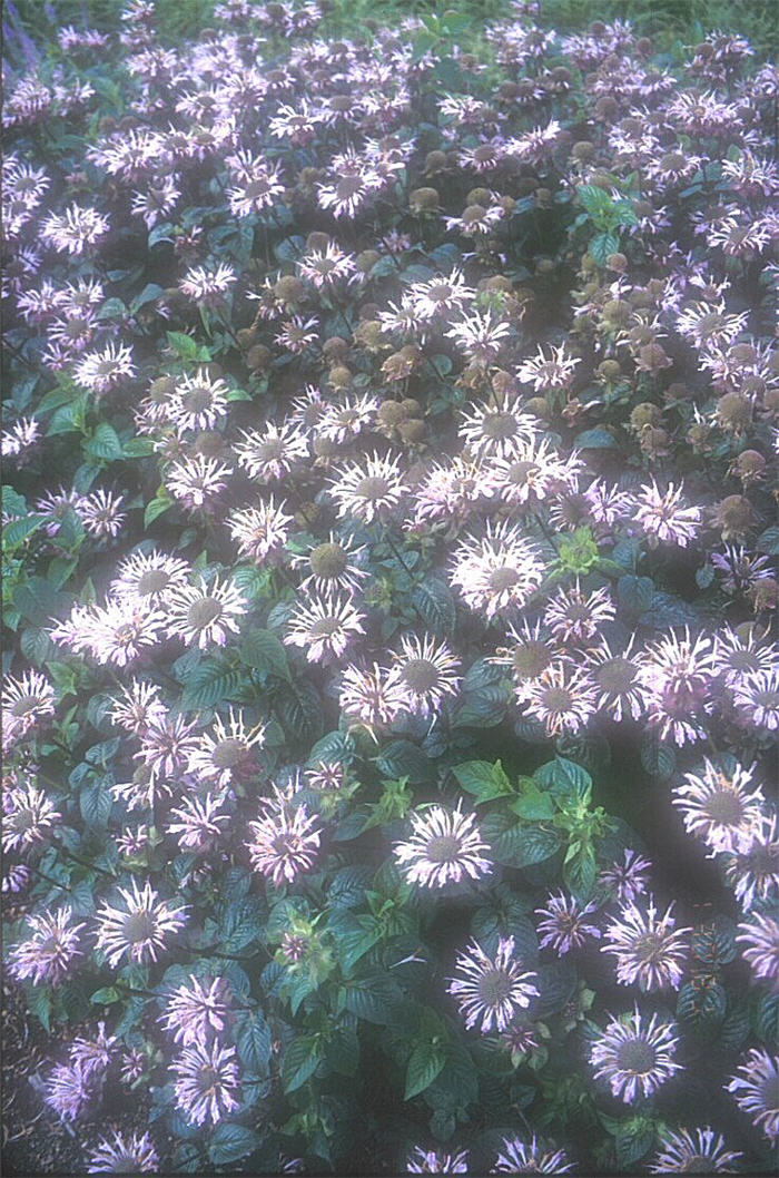Plant photo of: Monarda