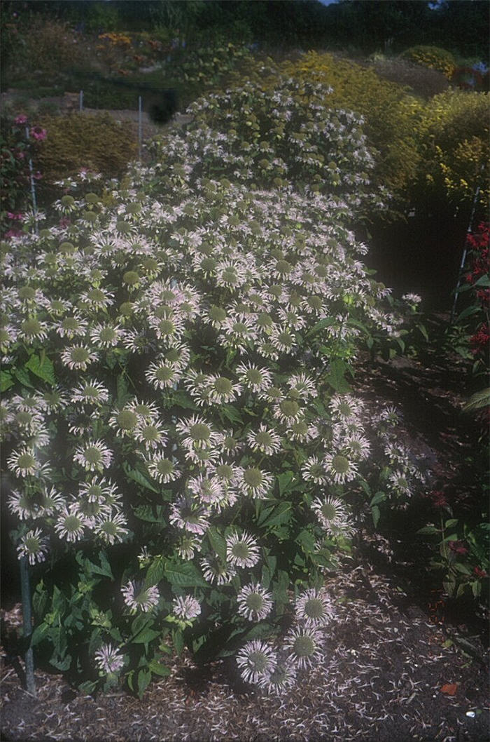 Plant photo of: Monarda didyma 'Snow Queen'
