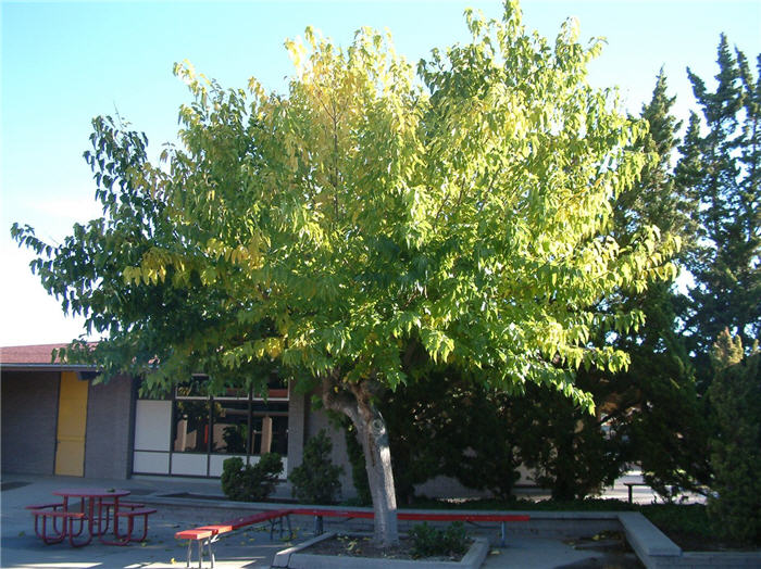 Plant photo of: Morus alba