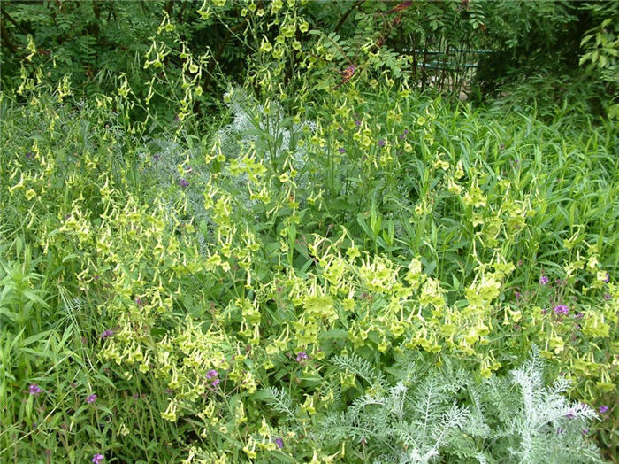 Plant photo of: Nicotiana hybribs