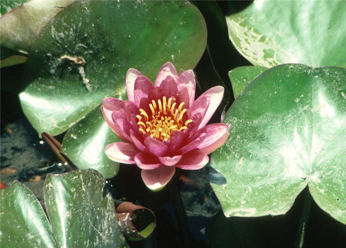 Plant photo of: Nymphaea cultivars