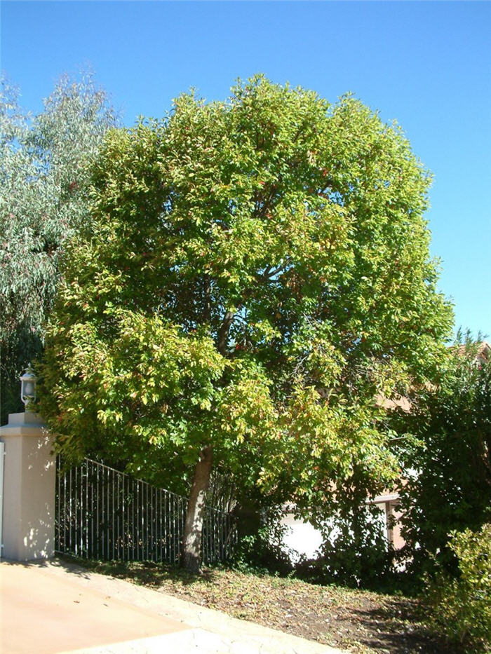 Plant photo of: Nyssa sylvatica