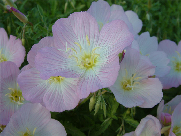 Plant photo of: Oenothera speciosa