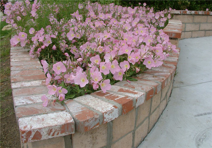 Plant photo of: Oenothera speciosa 'Rosea'